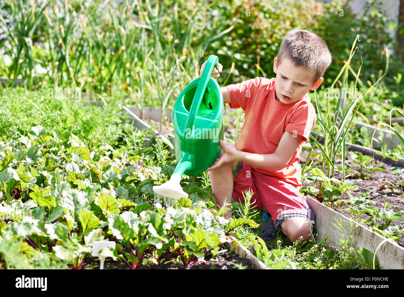 Little boy watering in the vegetable garden Stock Photo Alamy