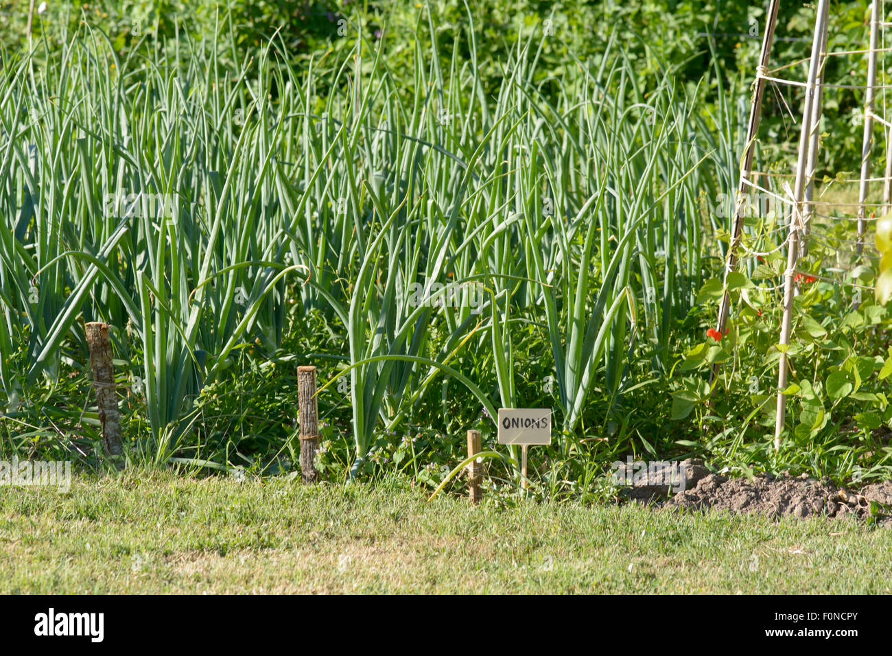Onions (Allium cepa) growing in rows in vegetable garden in French