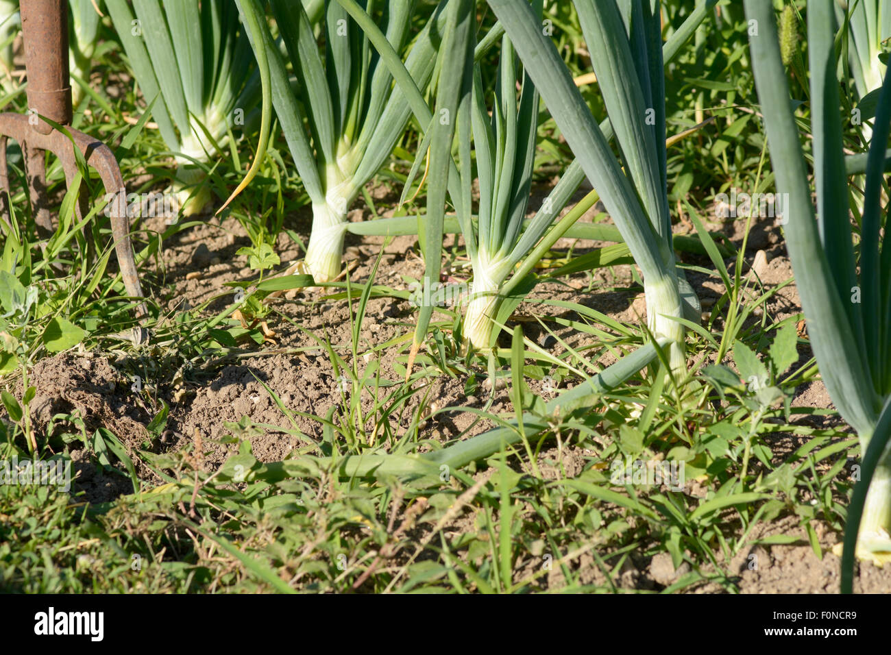 Onions (Allium cepa) growing in rows in vegetable garden in French