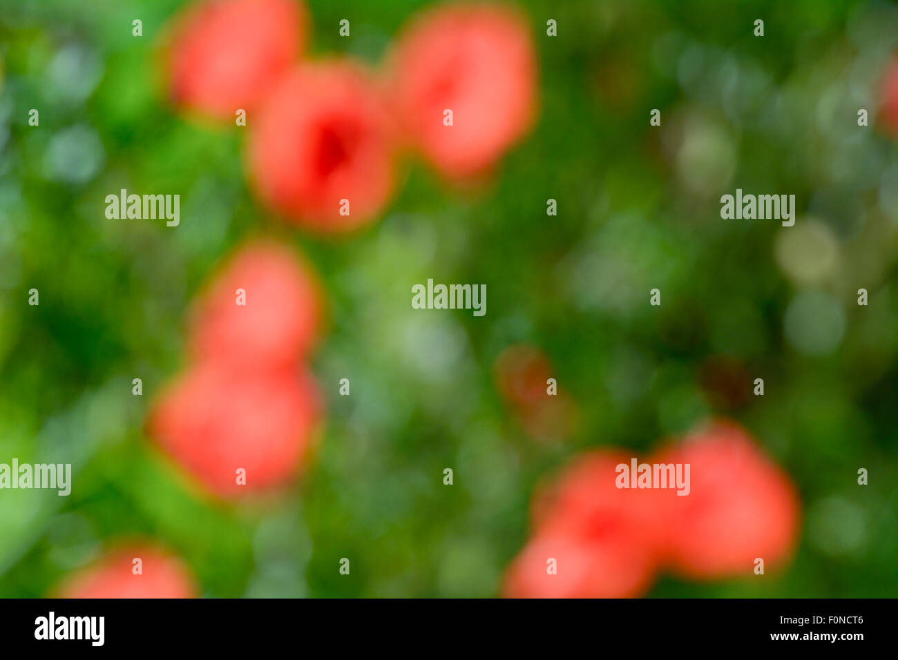 Abstract red poppy wallpaper hi-res stock photography and images - Alamy