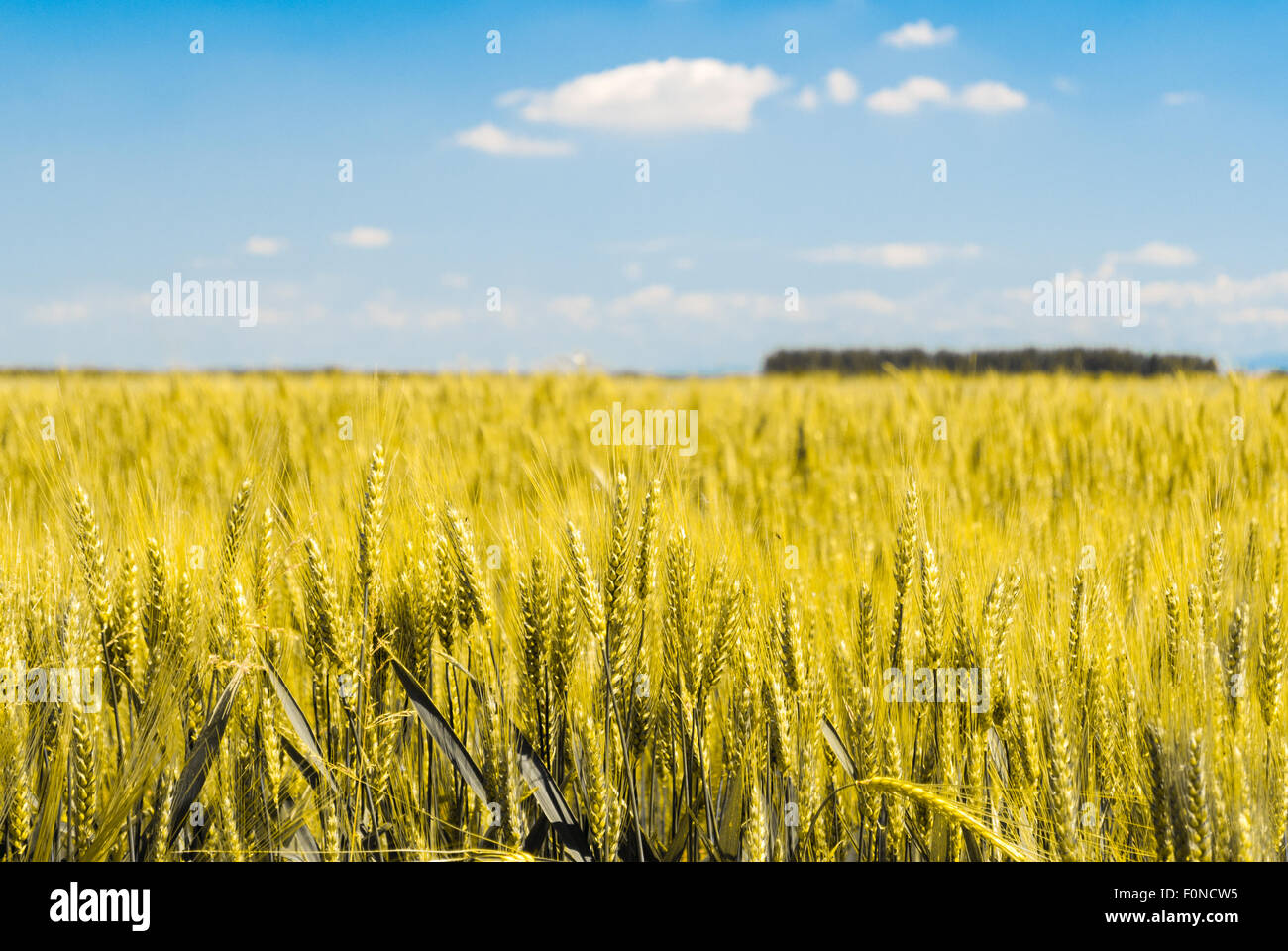Detail of sheafs of wheat in a field with blue sky in background Stock Photo