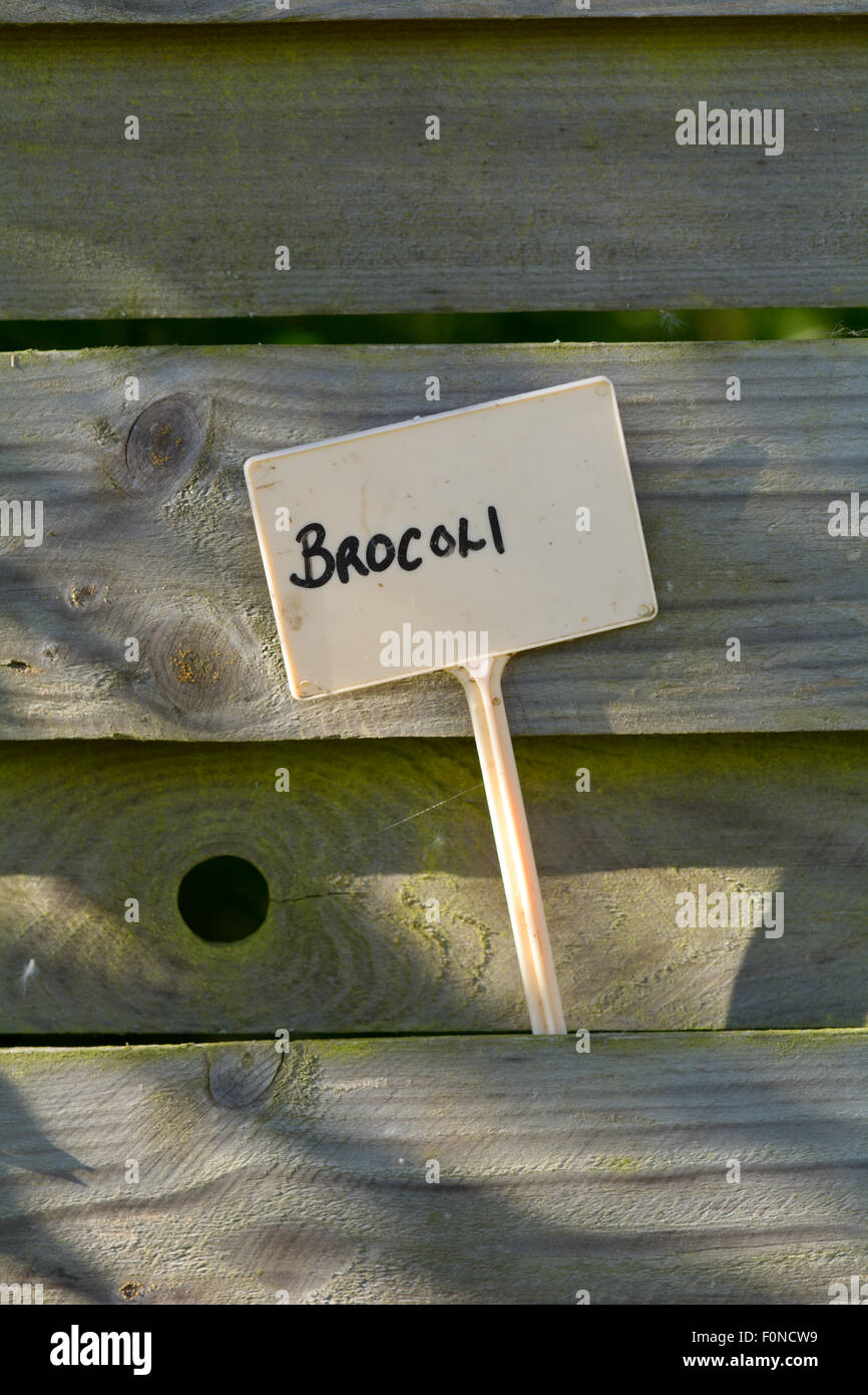 Broccoli incorrect spelling label in hires stock photography and