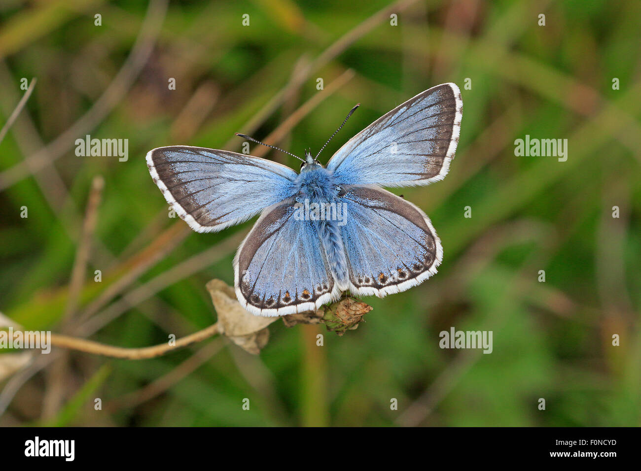 Male Chalkhill Blue Butterfly showing the upper wings Stock Photo