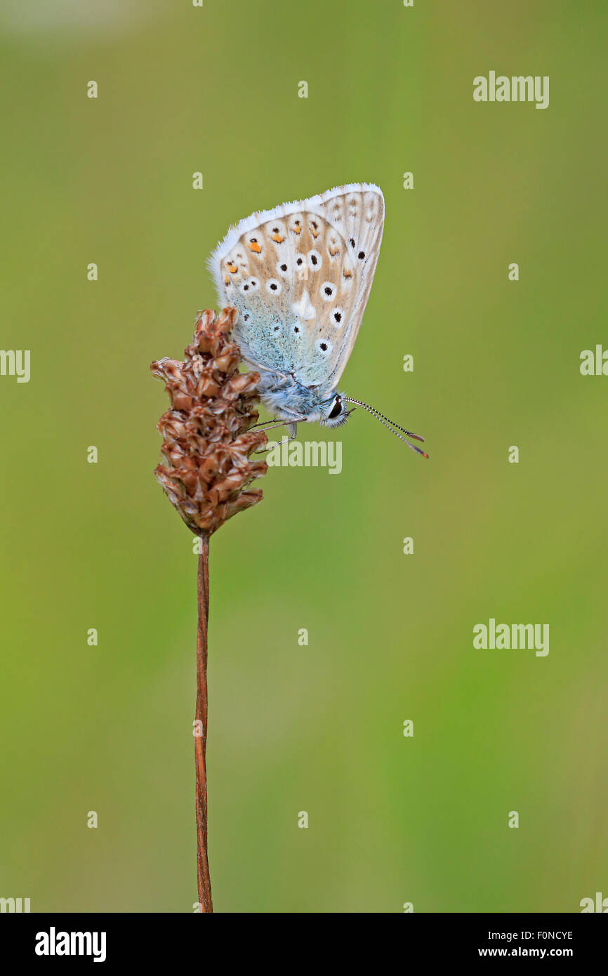 Male Chalkhill Blue Butterfly at roost Stock Photo