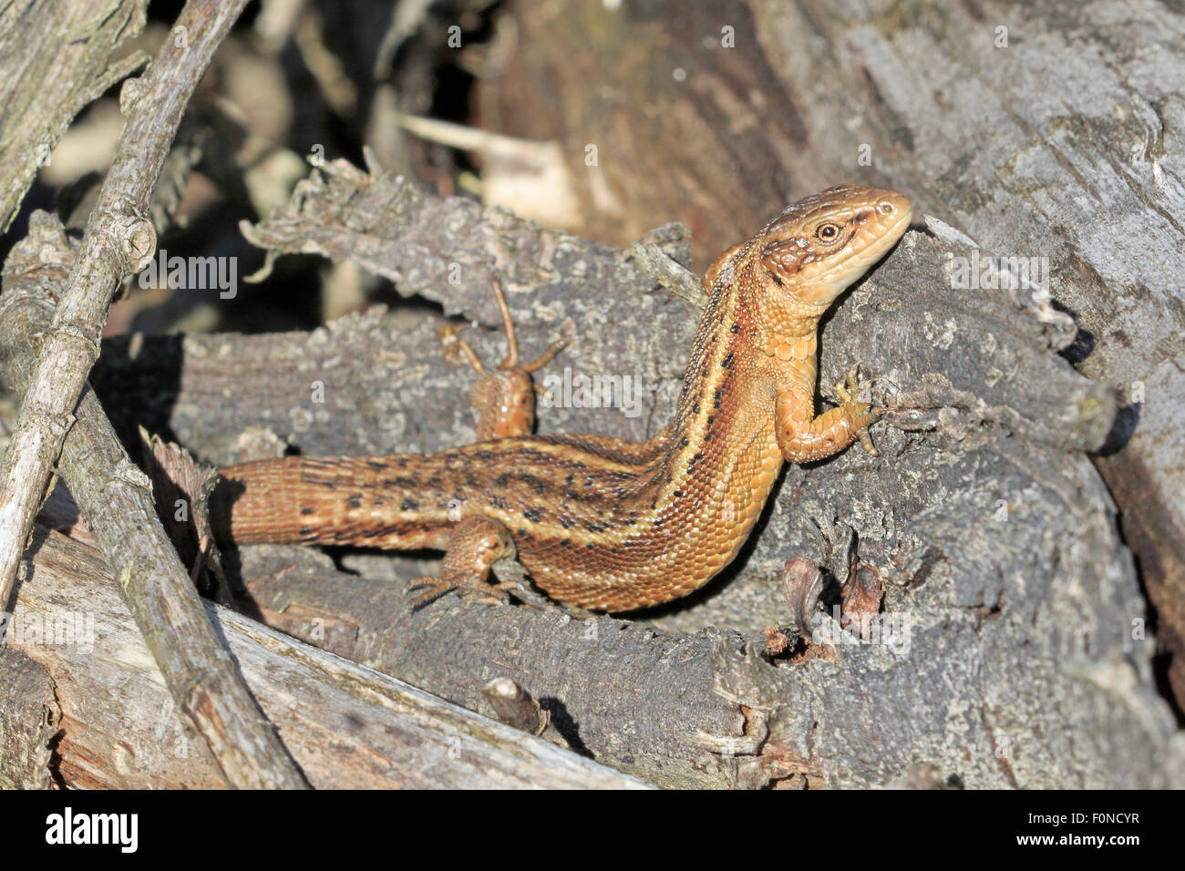 Female Common Viviparous Lizard basking on a log pile Stock Photo