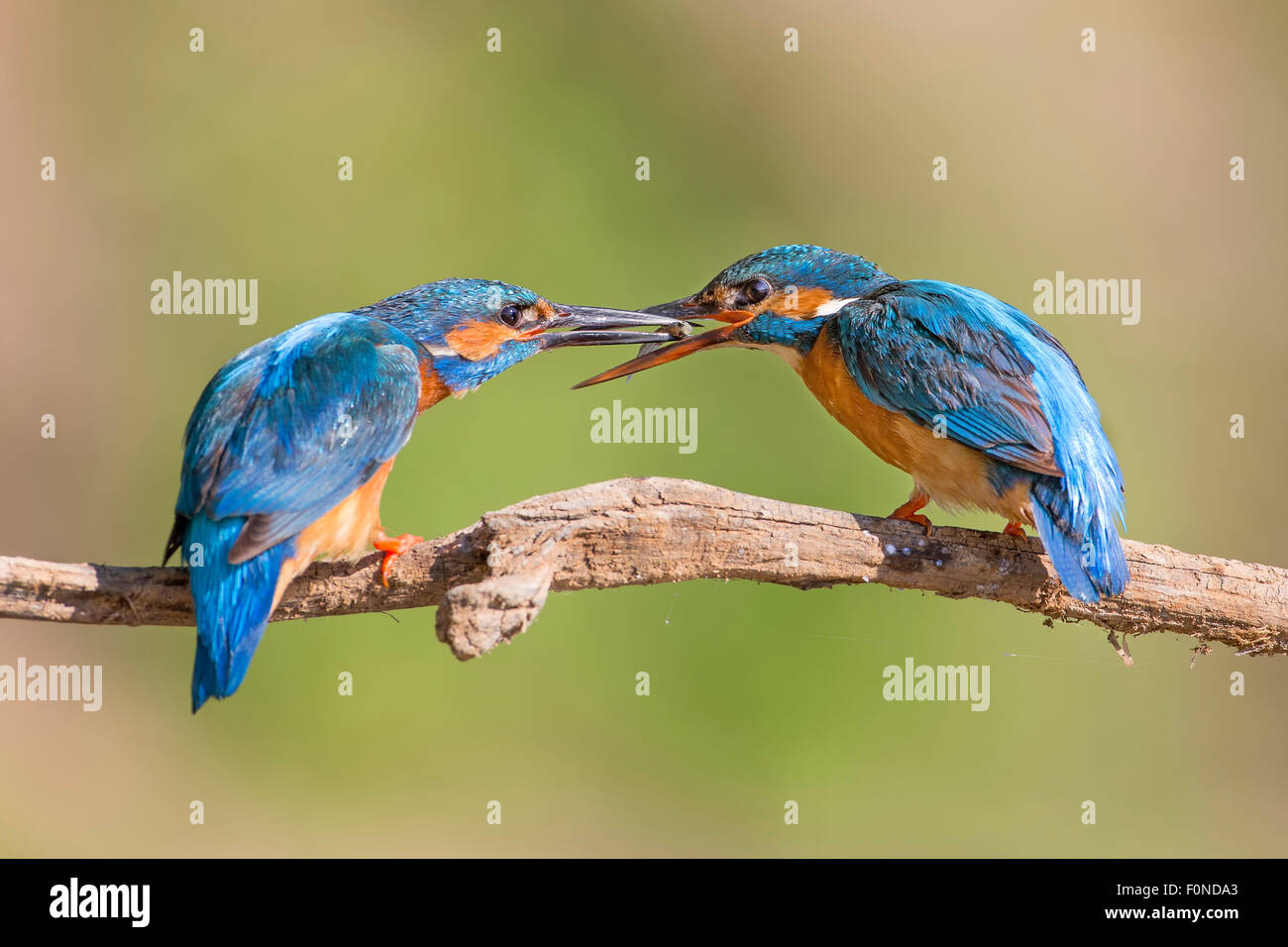 Male and female kingfisher hires stock photography and images Alamy