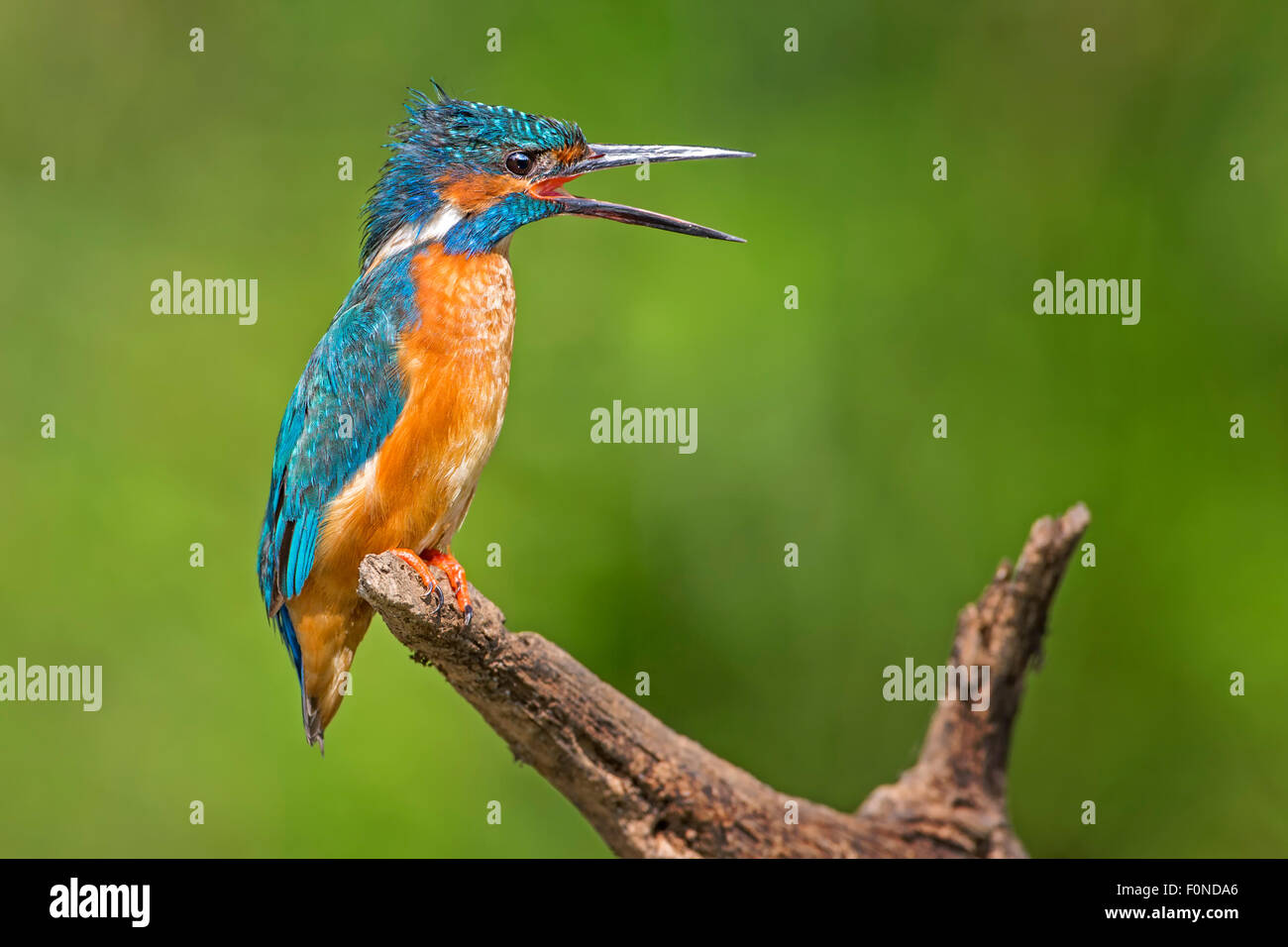 Kingfisher (Alcedo atthis), excited male, Middle Elbe Biosphere Reserve, Saxony-Anhalt, Germany Stock Photo