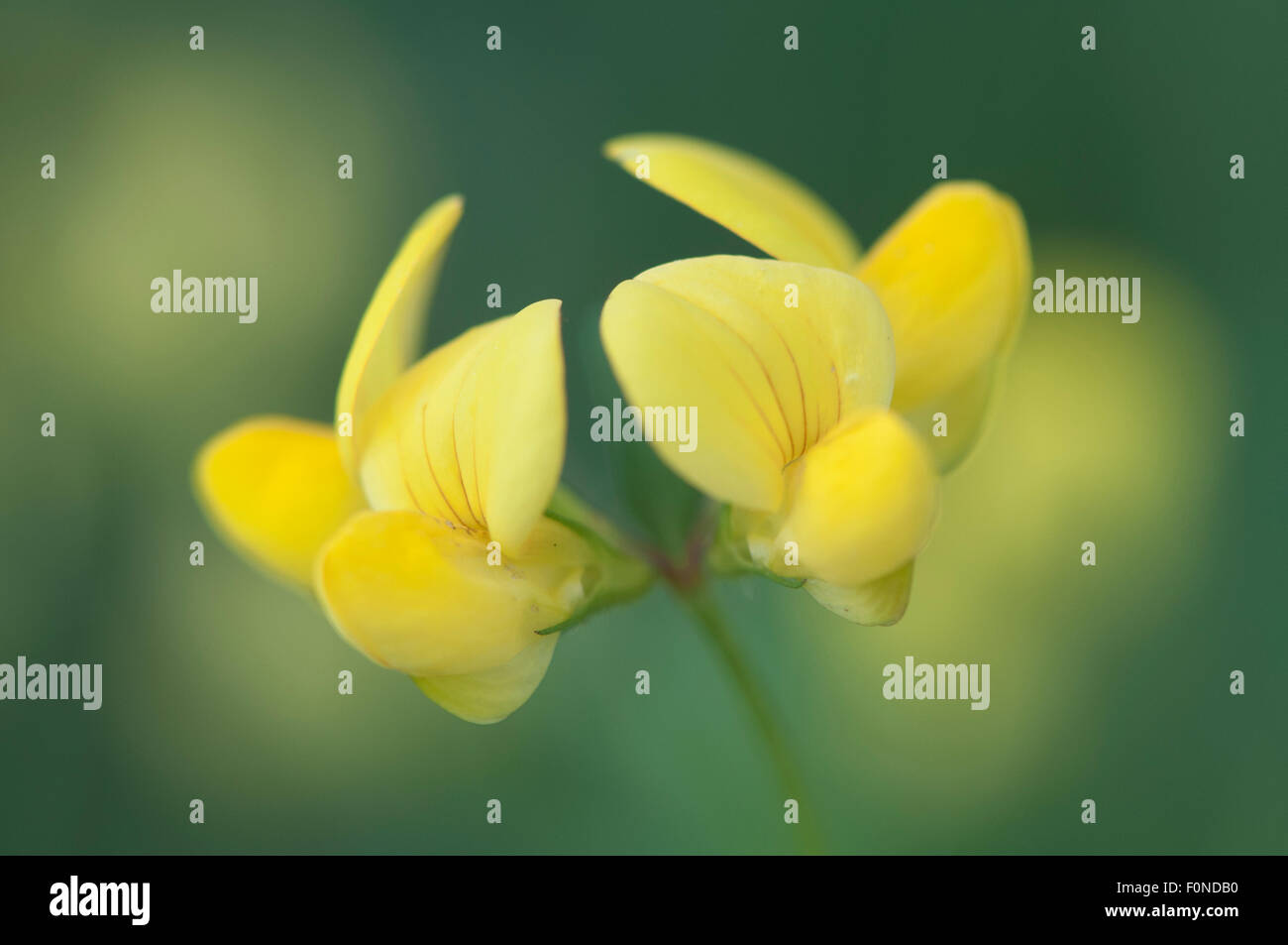 Common Bird's-foot Trefoil (Lotus corniculatus), Emsland, Lower Saxony, Germany Stock Photo