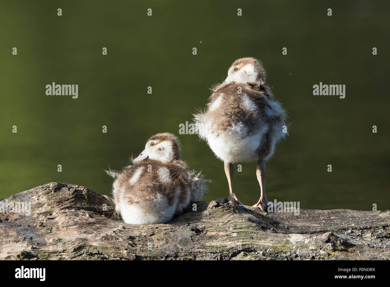 Egyptian geese (Alopochen aegyptiacus), chicks, resting on a tree trunk, Hesse, Germany Stock Photo