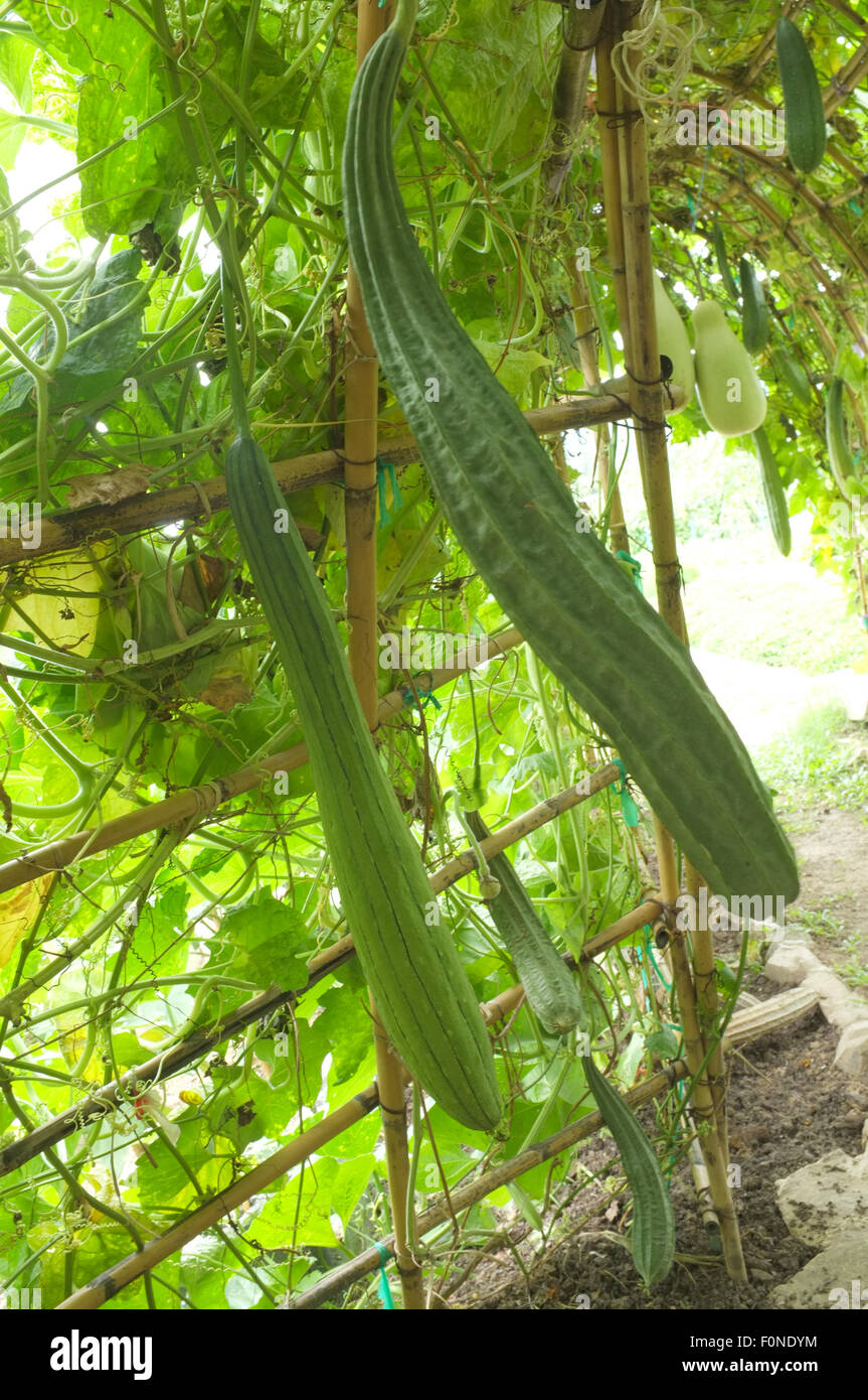 Angled Loofah Sponge gourd, Angled Gourd in farm Stock Photo Alamy