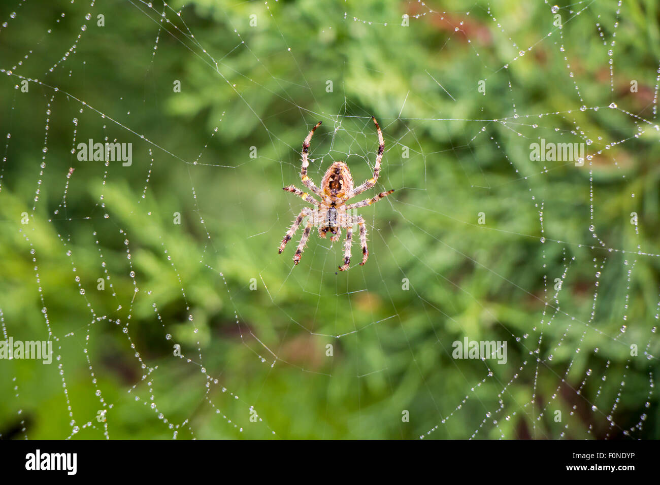 Garden spider (Argiope aurantia) in its net Stock Photo