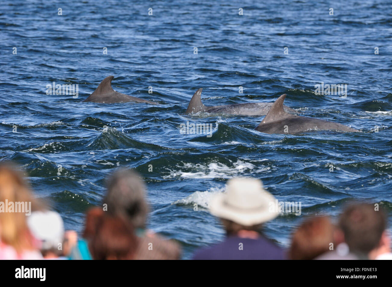 Rear view of visitors and local people watching Bottlenosed dolphins (Tursiops truncatus) on an incoming tide at Chanonry Point, Moray Firth, Nr Inverness, Scotland, July 2009 Stock Photo