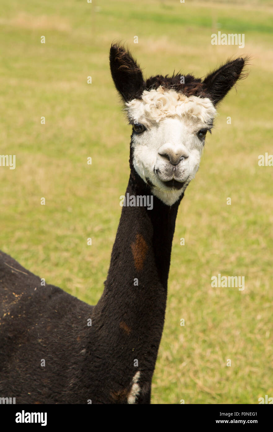 cute alpaca portrait on grass Stock Photo