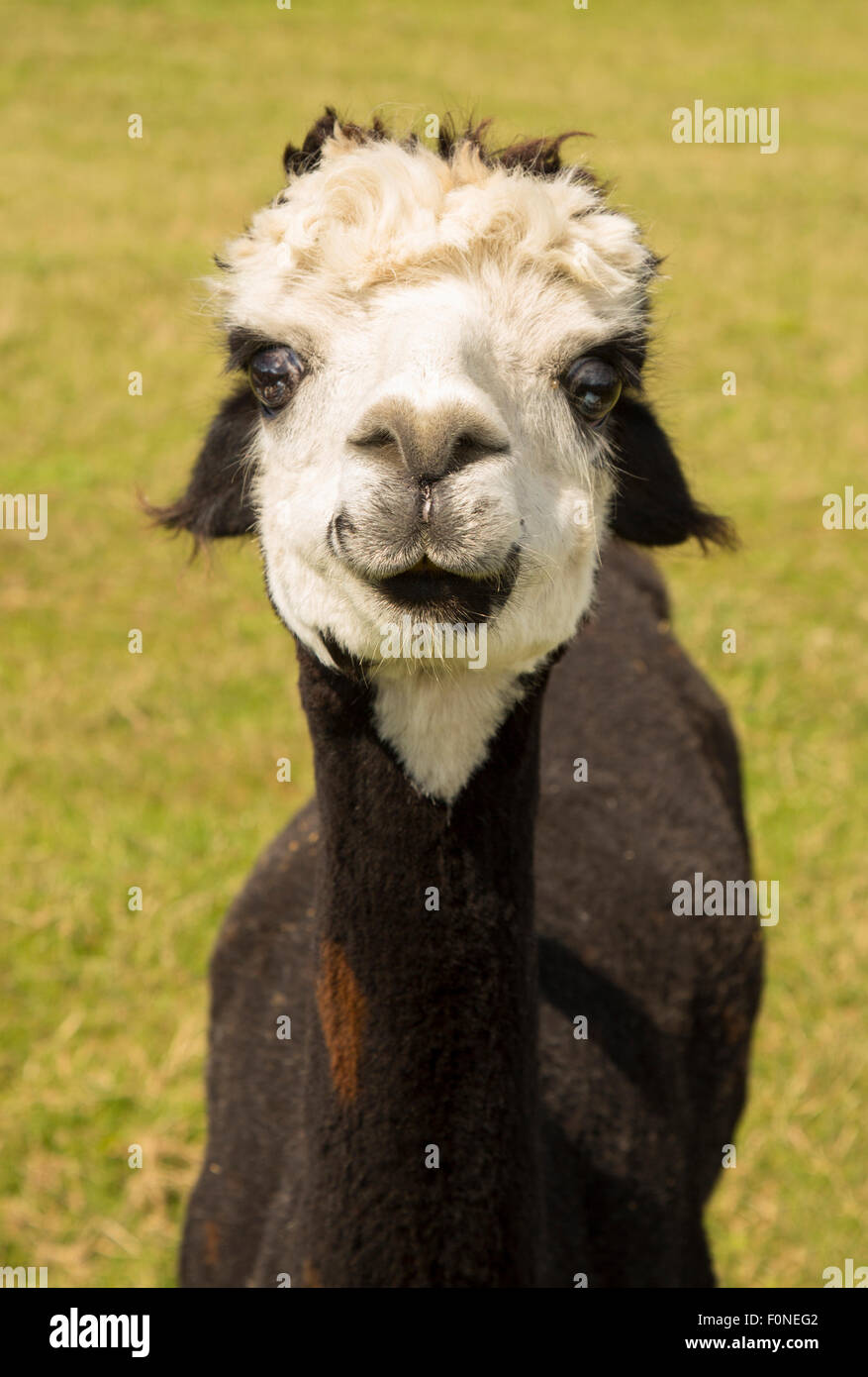 cute alpaca portrait on grass Stock Photo