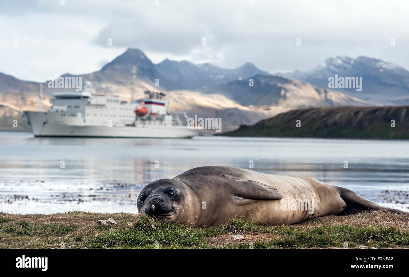 Southern Elephant Seal (Mirounga leonina) and expedition cruise Grytviken South Georgia Stock Photo