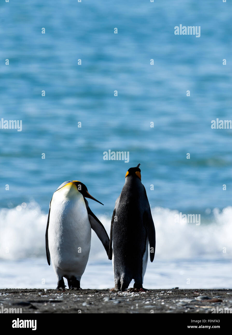 Male and female King penguins on the beach (Aptenodytes patagonicus