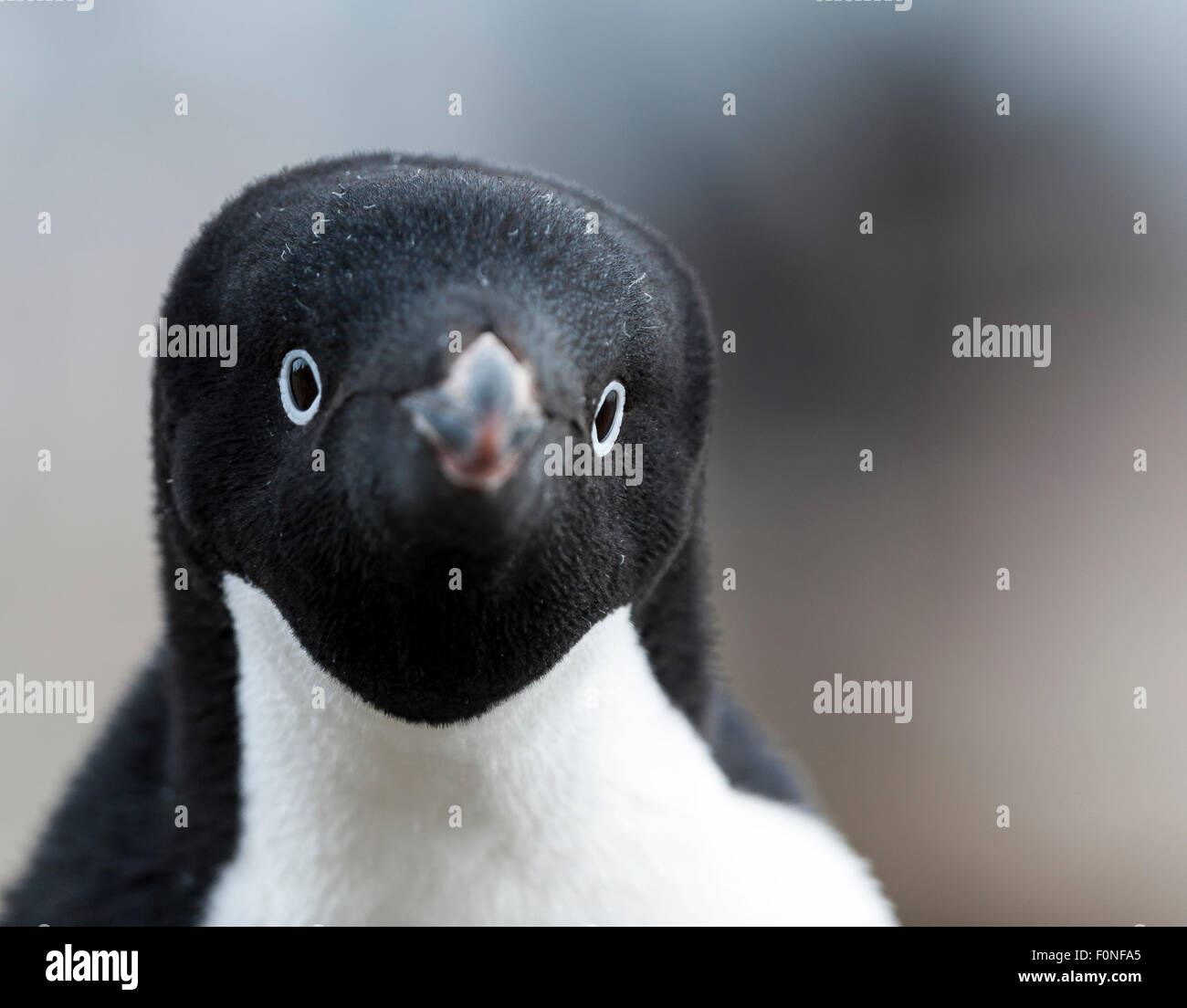 Close up AdŽlie penguin (Pygoscelis adeliae) Brown Bluff Antarctic Peninsula Antarctica Stock Photo