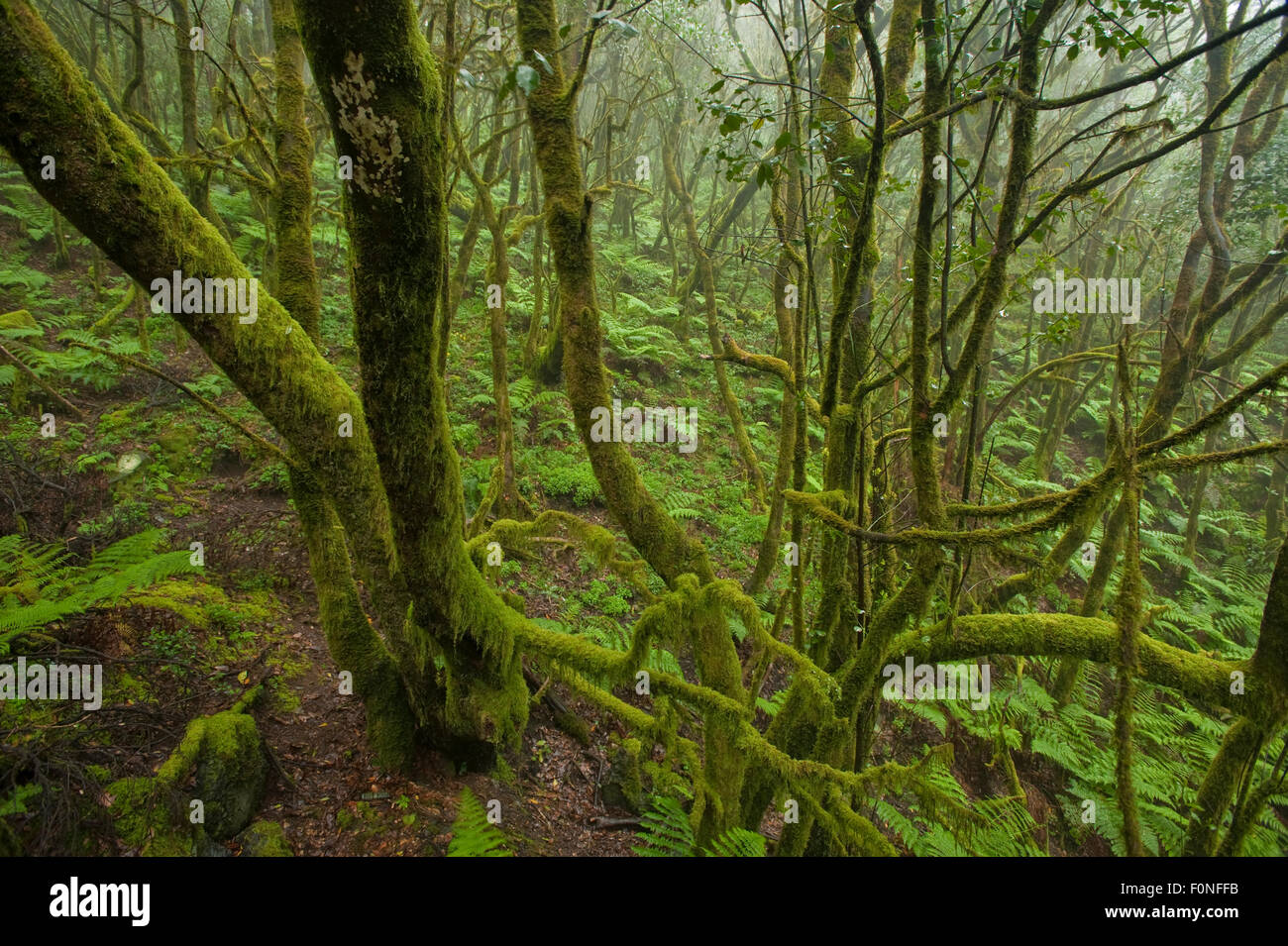 Laurisilva forest, Laurus azorica among other trees in Garajonay National Park, La Gomera, Canary Islands, Spain, May 2009 Stock Photo