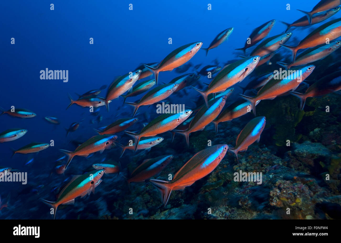 BIG SCHOOL OF FUSILIER SWIMMING CLOSE TO CORAL REEF Stock Photo