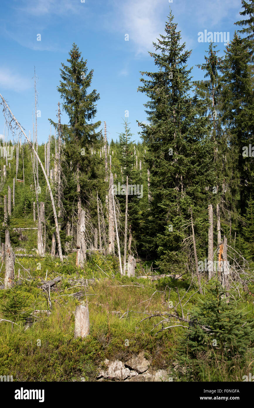 In The Bavarian Forest A Bark Beetle Infestation Destructed Most Of The Norway Spruce Mountain Forest Which Is Regrowing Later Stock Photo Alamy