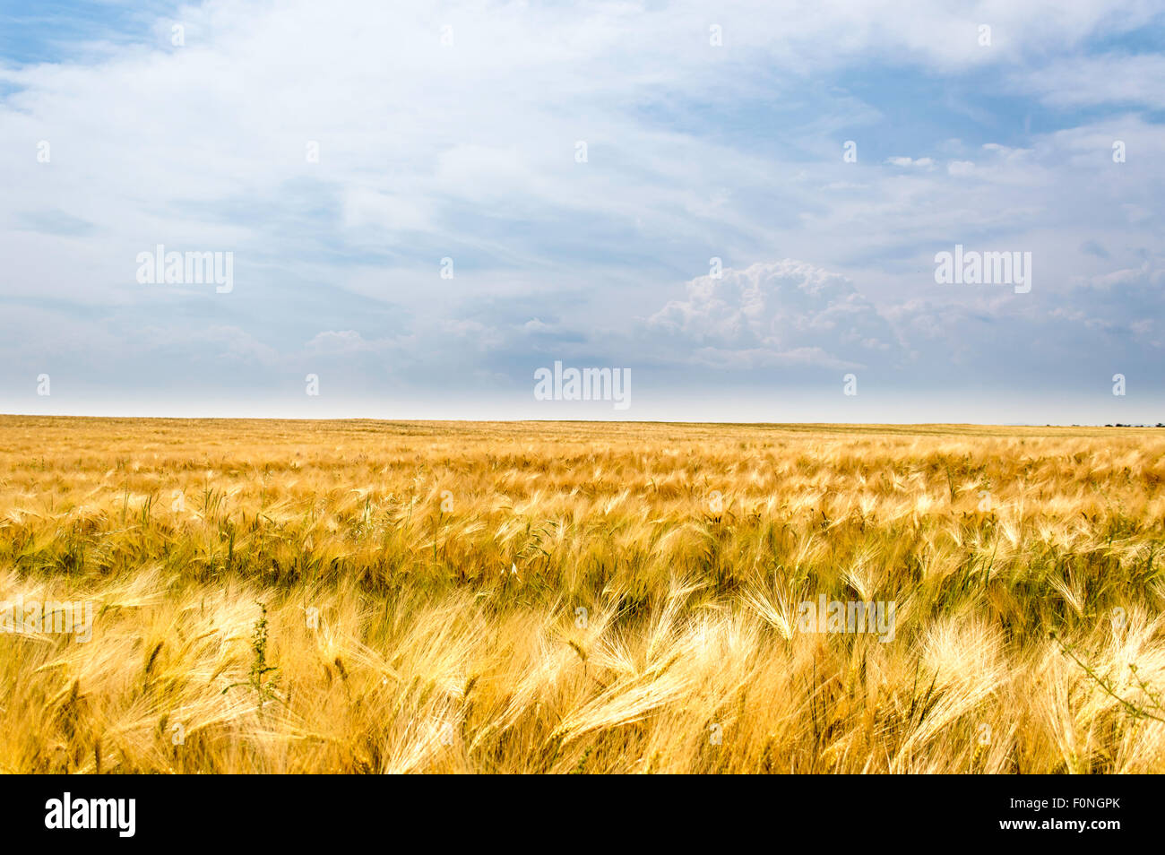 storm dark clouds over field of wheat Stock Photo - Alamy