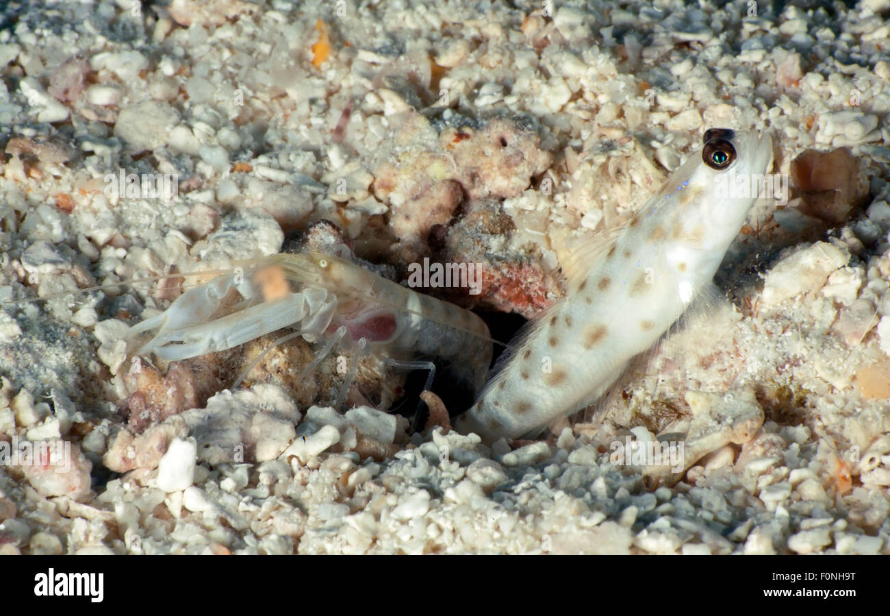 GOBY AND SHRIMP IN SAND BOTTOM CLOSE TO HER HOLE Stock Photo
