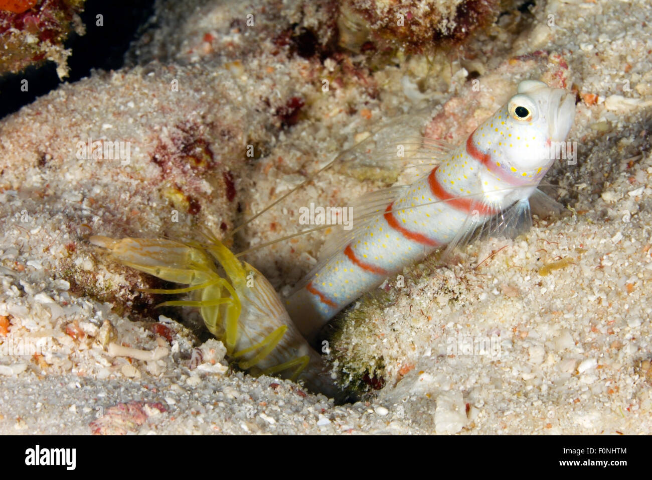 GOBY AND SHRIMP WAITING ON SAND BOTTOM CLOSE TO HER HOLE Stock Photo