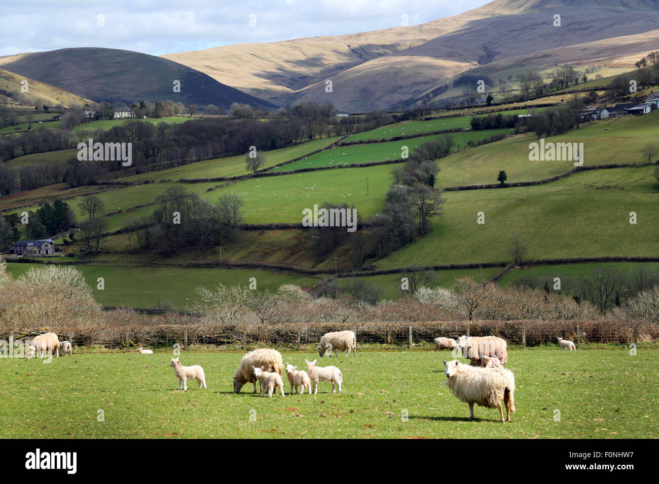 WELSH SPRING LAMBS IN FARM FIELD,WALES,UNITED KINGDOM Stock Photo