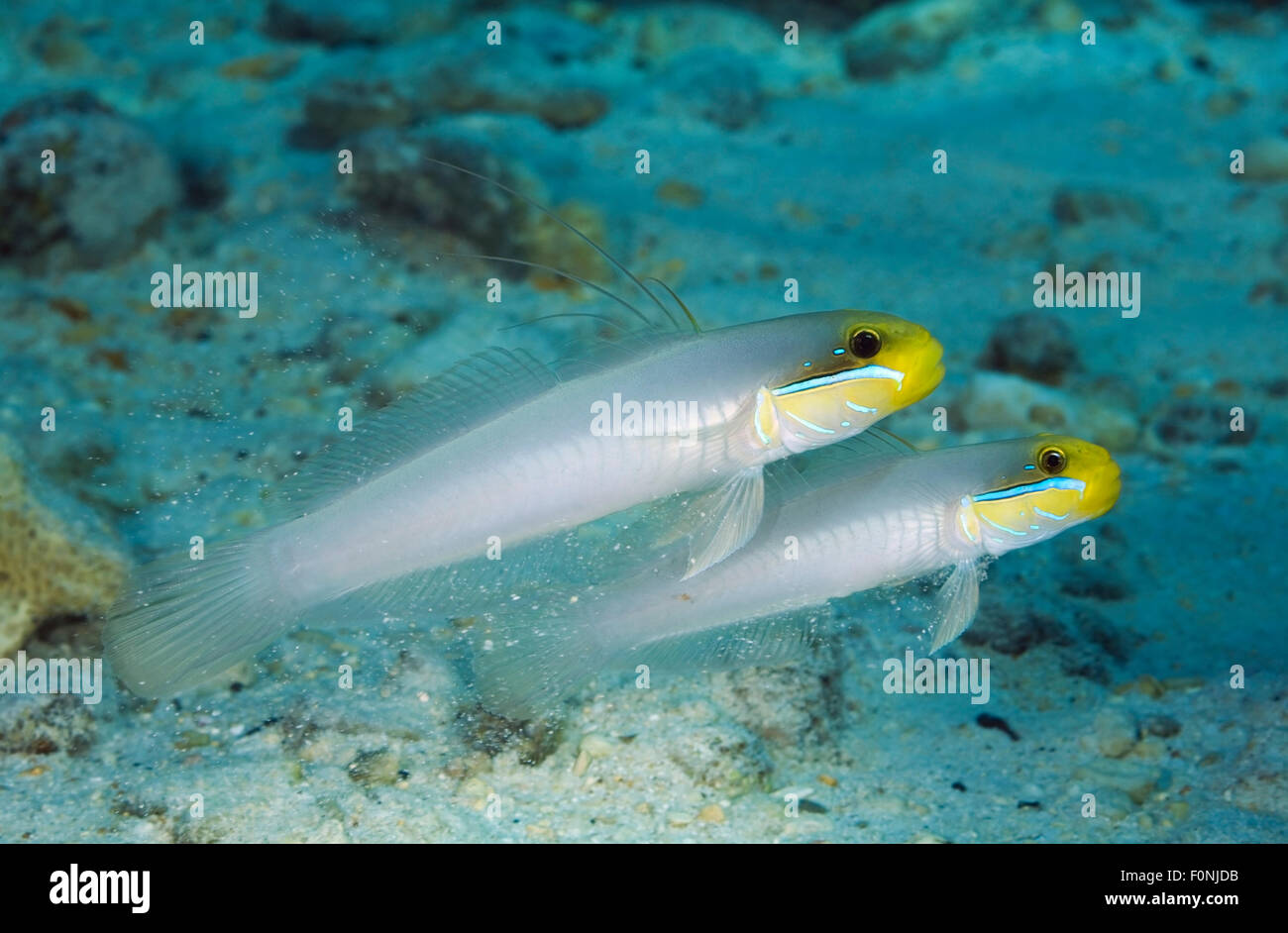 COUPLE OF YELLOW GOBY EATING SAND ON BOTTOM Stock Photo