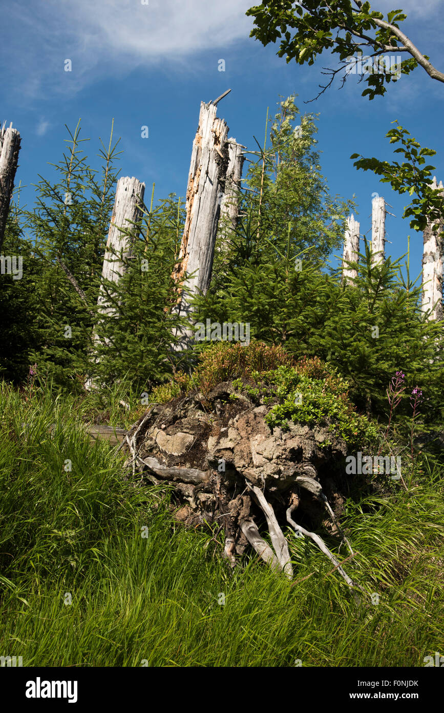 In the Bavarian Forest a Bark Beetle infestation destructed most of the Norway Spruce mountain forest which is regrowing later. Stock Photo