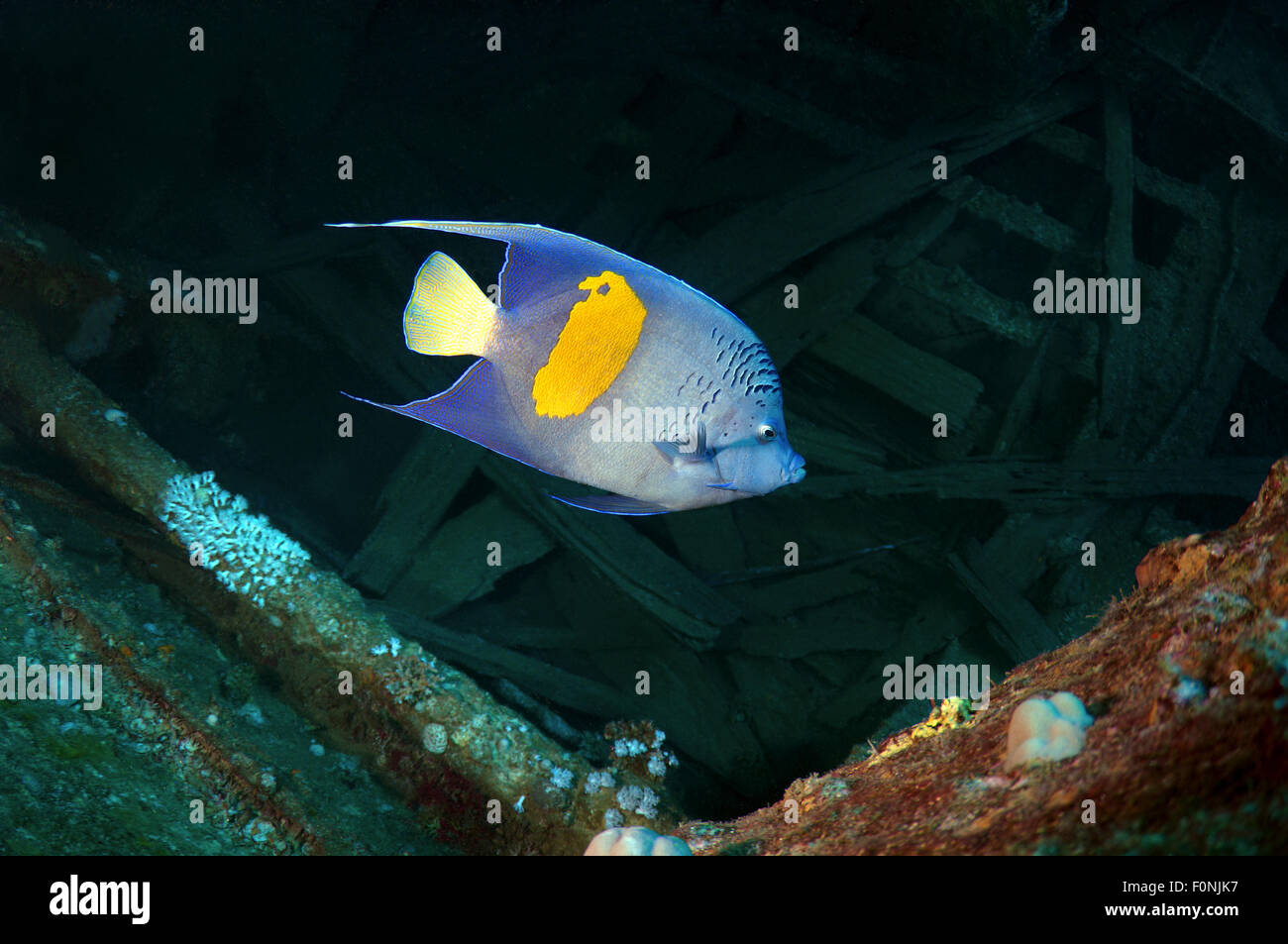 Red Sea, Egypt. 15th Oct, 2014. halfmoon angelfish, yellowband angelfish, yellowbar angelfish, yellow-blotch angelfish, or yellow-marked angelfish (Pomacanthus maculosus) on the ''SS Thistlegorm''. Red sea, Egypt, Africa. © Andrey Nekrasov/ZUMA Wire/ZUMAPRESS.com/Alamy Live News Stock Photo