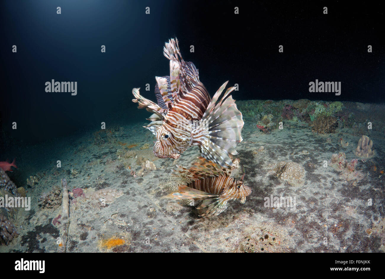 Red Sea, Egypt. 15th Oct, 2014. Two Red lionfish (Pterois volitans) on the shipwreck SS Thistlegorm (British armed Merchant Navy ship) Night diving, Red Sea, Egypt. © Andrey Nekrasov/ZUMA Wire/ZUMAPRESS.com/Alamy Live News Stock Photo