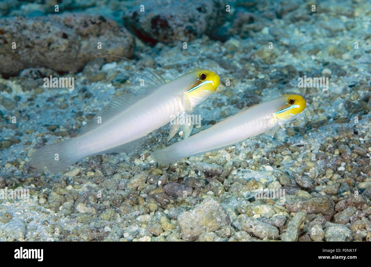 COUPLE OF GOBY SWIMMING ON CORAL REEF SAND BOTTOM Stock Photo
