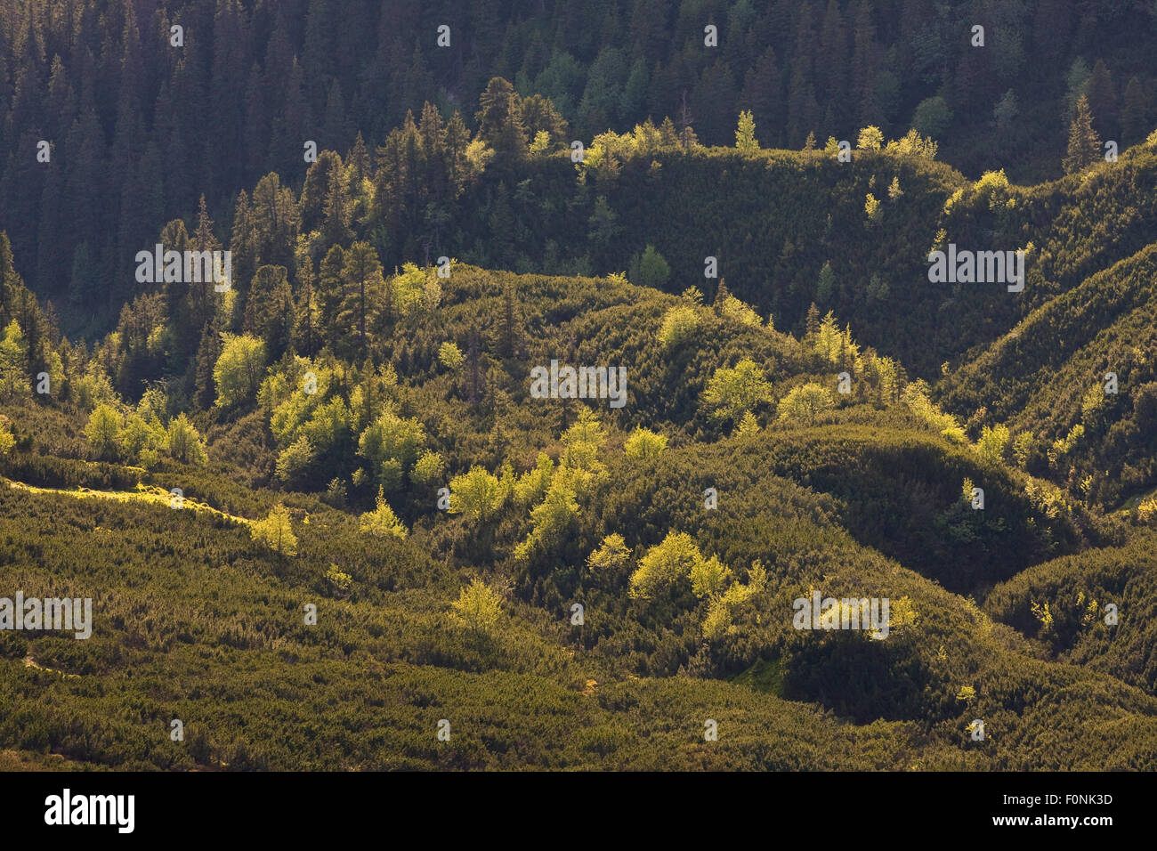 Border between mountain forest with Norway spruce (Picea abies) Mountain ash / Rowan (Sorbus aucuparia) and Arolla pine (Pinus cembra) trees and the Dwarf mountain pine (Pinus mugo) zone, Western Tatras, Carpathian Mountains, Slovakia, June 2009 Stock Photo
