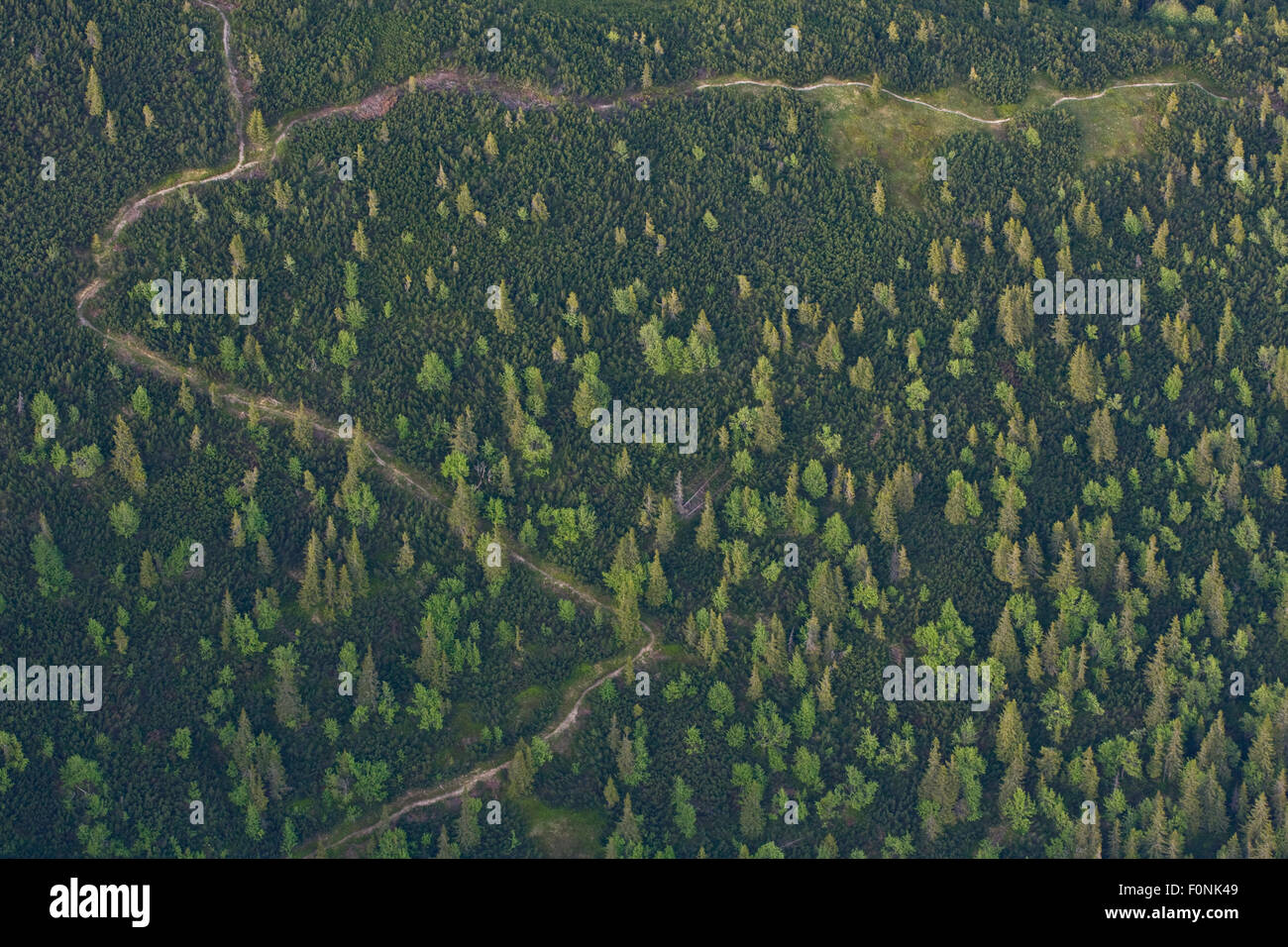 Aerial view of path in mountain forest of Norway spruce (Picea abies) Mountain ash / Rowan (Sorbus aucuparia) and the Dwarf mountain pine (Pinus mugo) zone, Western Tatras, Carpathian Mountains, Slovakia, June 2009 Stock Photo