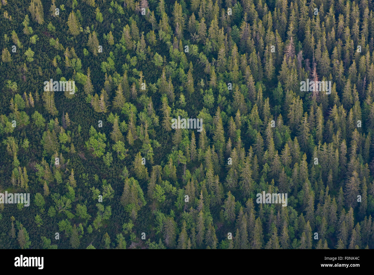 Aerial view the transition from mountain forest with Norway spruce (Picea abies) and Mountain ash / Rowan (Sorbus aucuparia) trees and the Dwarf mountain pine (Pinus mugo) zone, Western Tatras, Carpathian Mountains, Slovakia, June 2009 Stock Photo