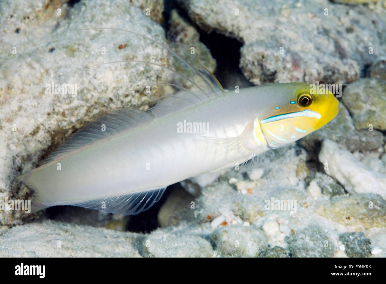 GOBY WAITING IN ENTER TO HER HOLE IN SAND BOTTOM Stock Photo