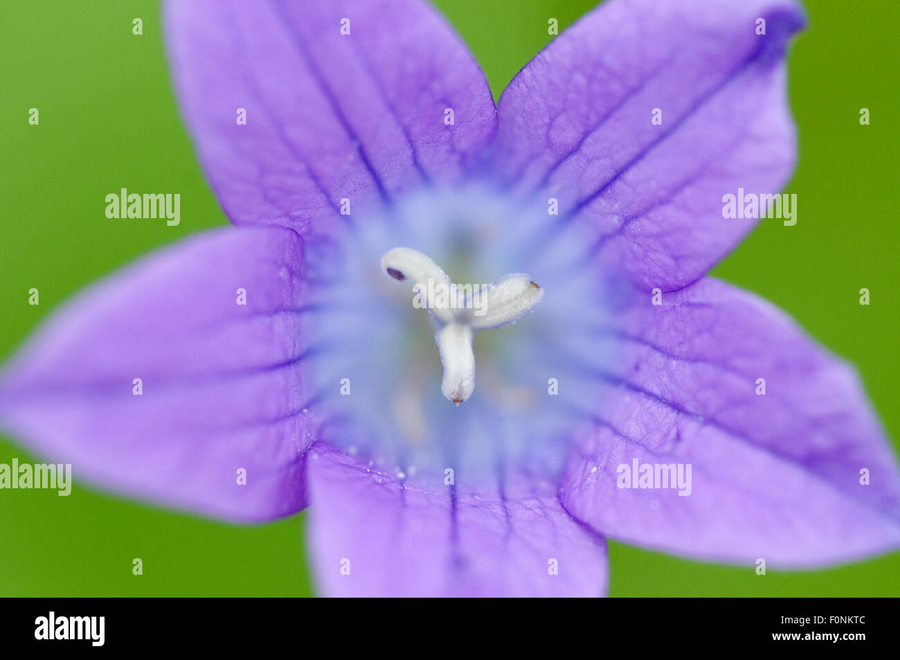 Close-up of a Wild bellflower (Campanula sp) Prypiat area, Belarus, June 2009 Stock Photo