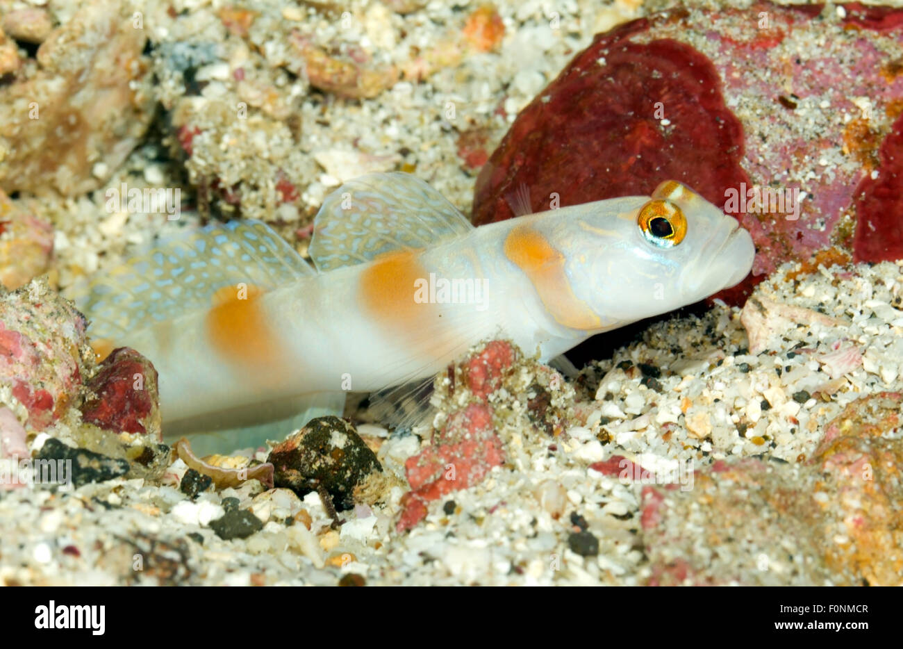 SMALL GOBY WAITING AT ENTER OF HER HOLE IN SAND BOTTOM Stock Photo