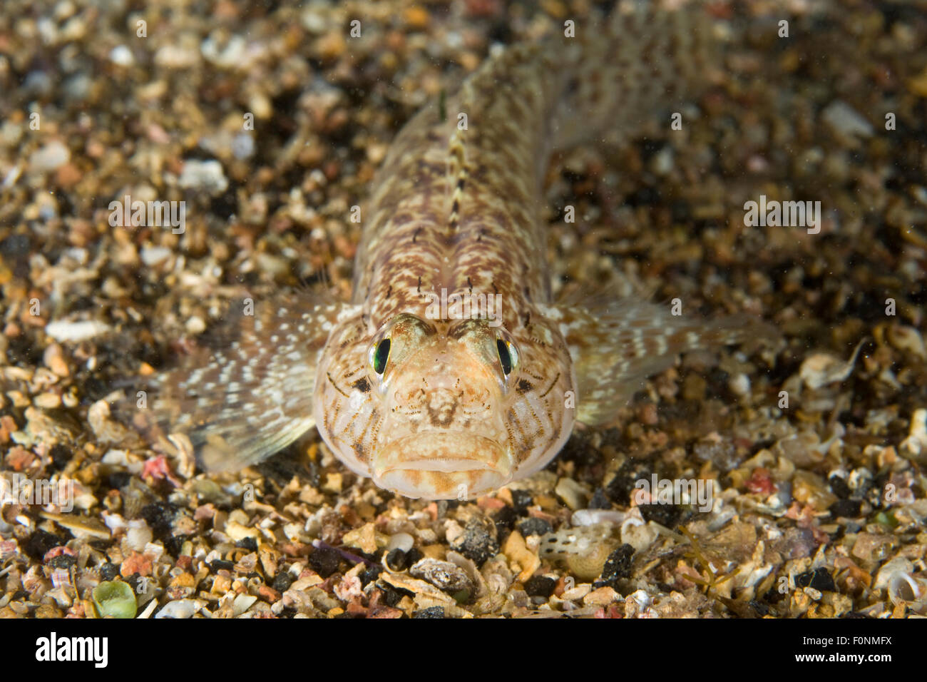 Sarato goby (Gobius fallax) on seabed, Marine Reserve, Monaco, Mediterranean Sea, July 2009 Stock Photo