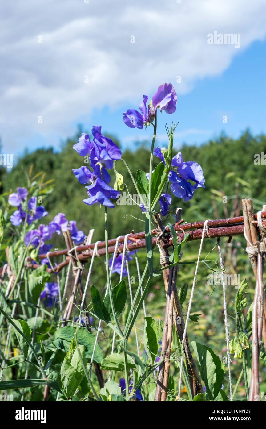 Sweetpeas in the garden growing up canes. Summer Stock Photo Alamy