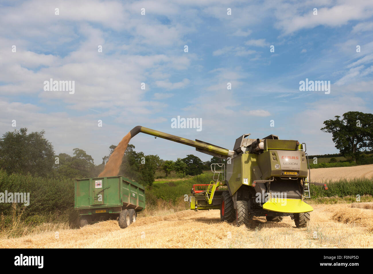 A combine harvester cutting the wheat. Stock Photo