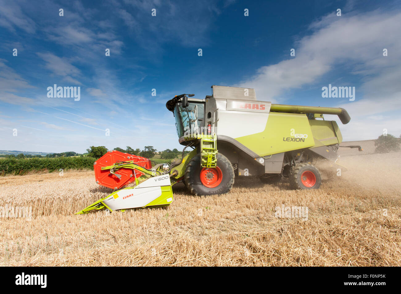 A combine harvester cutting the wheat. Stock Photo