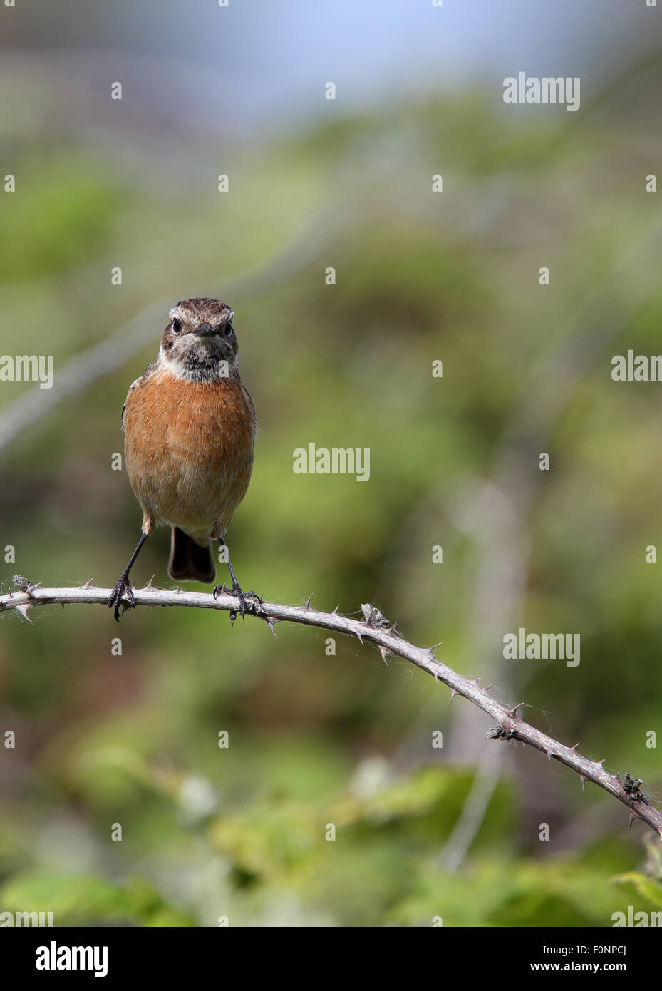 Immature Common Stonechat High Resolution Stock Photography and Images ...