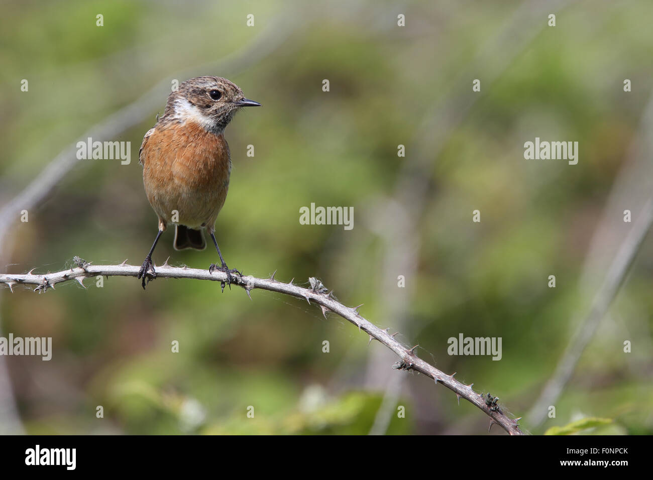 Common Stonechat (Saxicola torquata) female or juvenile, perched on ...