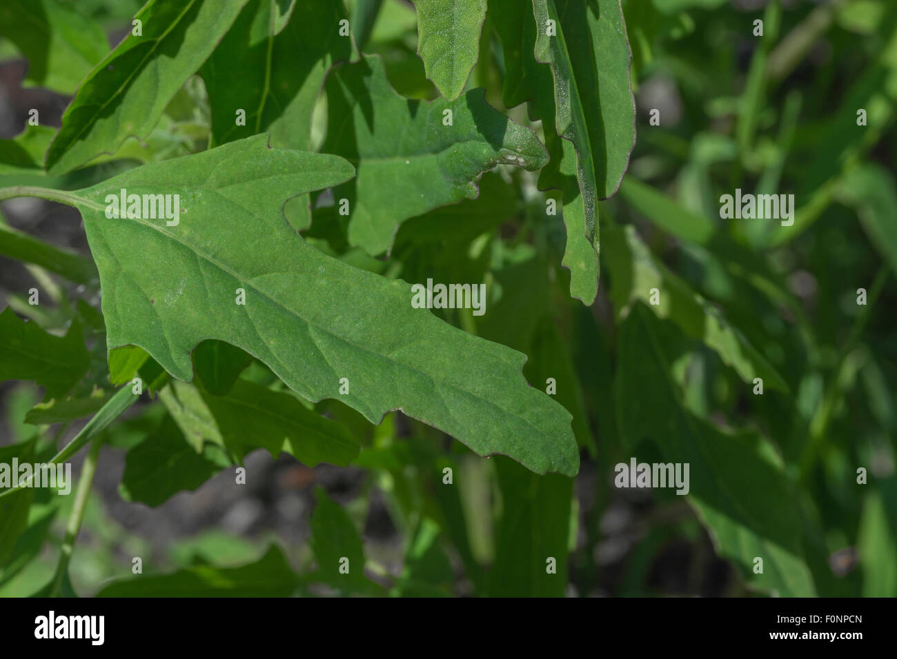 Leaf of Fig-leaved Goosefoot / Chenopodium ficifolium. Stock Photo