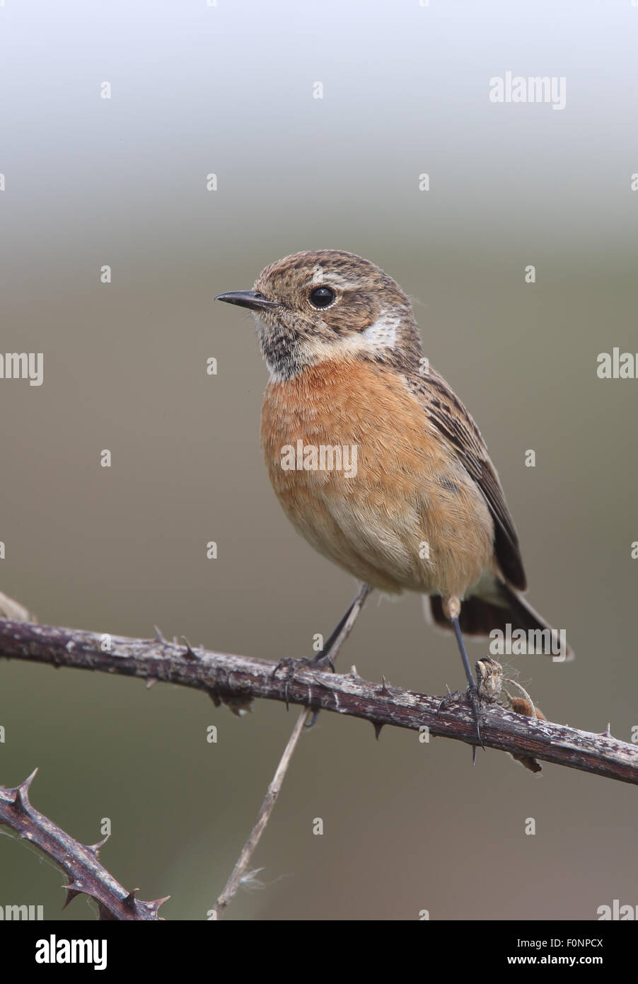 Common Stonechat (Saxicola torquata) female or juvenile, perched on ...