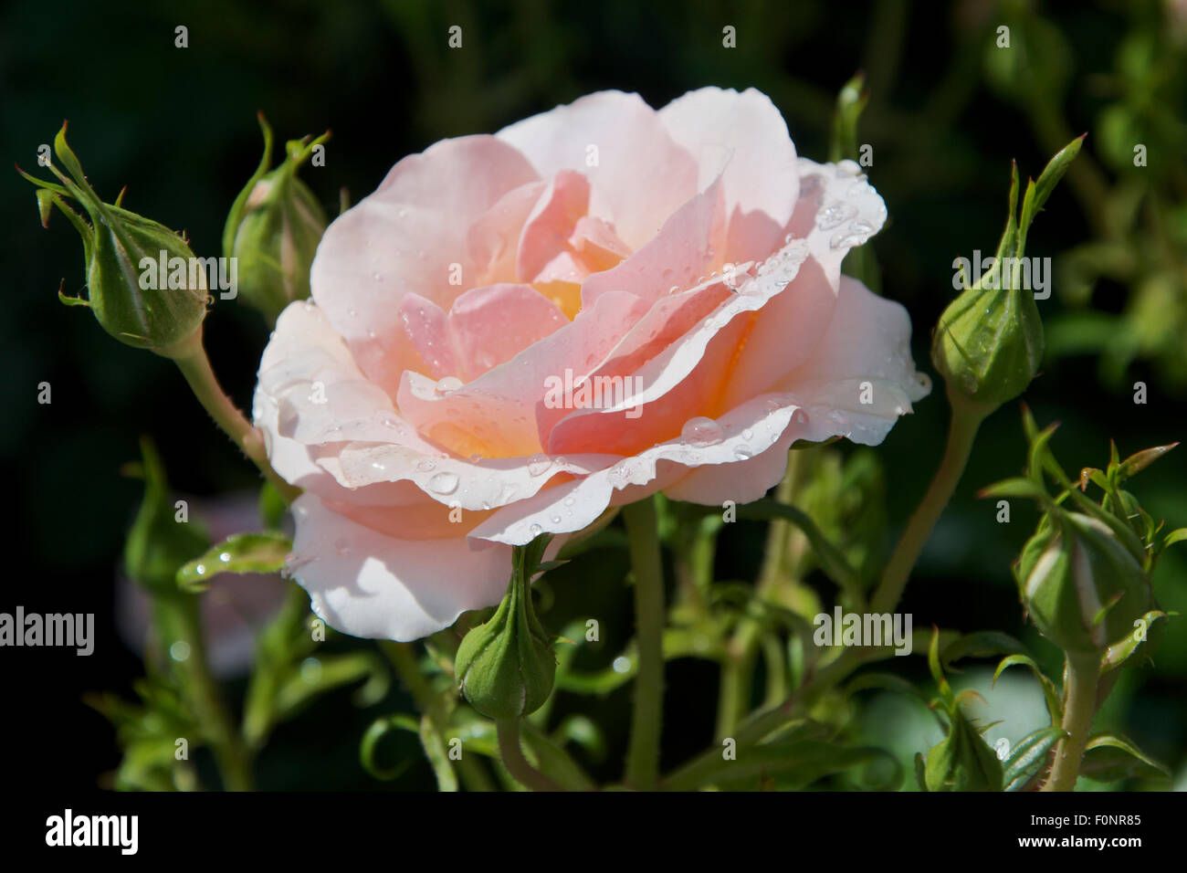 Rosa Pink Champagne with raindrops Stock Photo