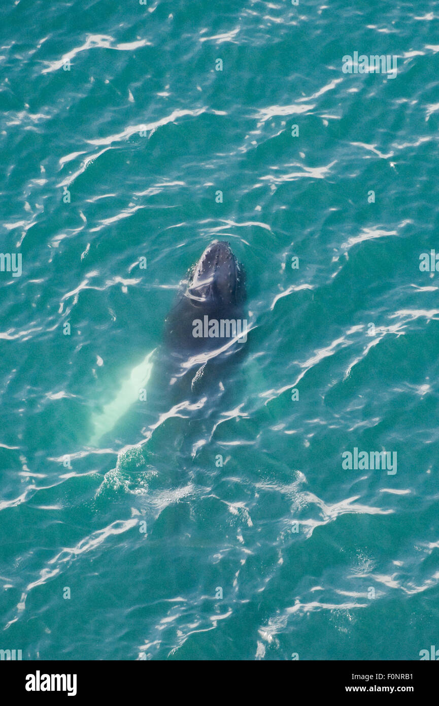Aerial view of Humpback whale (Megaptera novaeangliae), Skjalfandi Bay ...