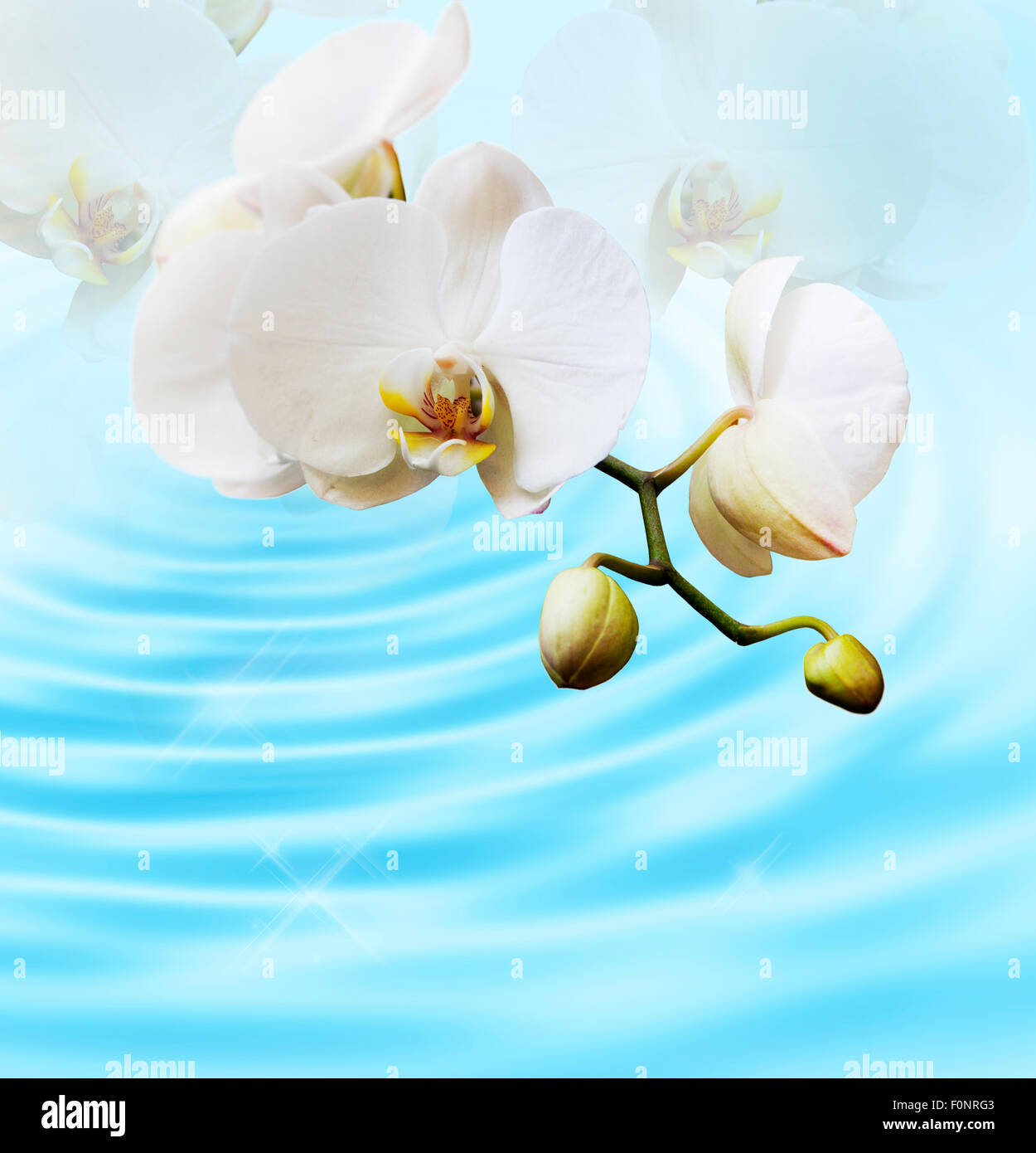 Beautiful white orchid Stock Photo Alamy
